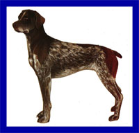 a well breed German Shorthaired Pointer dog